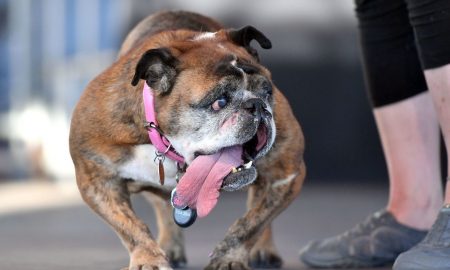 Zsa Zsa, who won the World’s Ugliest Dog title last month, is no more